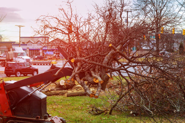 Reliable Little Walnut Village, NM Tree Care Solutions