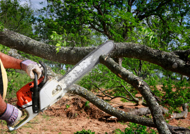 How Our Tree Care Process Works  in  Little Walnut Village, NM